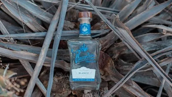 Botella de tequila Placentero Blanco sobre pencas de agave